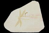 Fossil Dragonfly (Tharsophlebia) - Solnhofen Limestone #157226-1